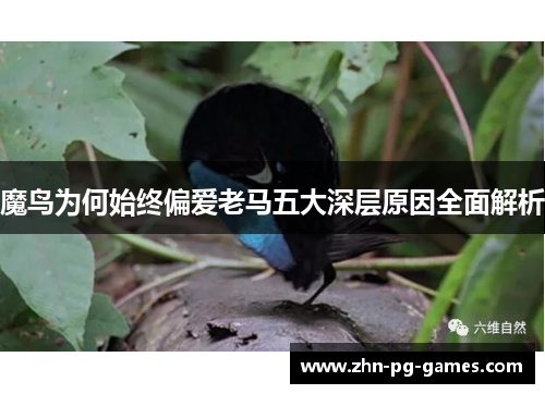 魔鸟为何始终偏爱老马五大深层原因全面解析
